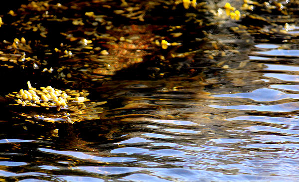 Plants in water by Toon De Zwart Plants in water by Toon De Zwart